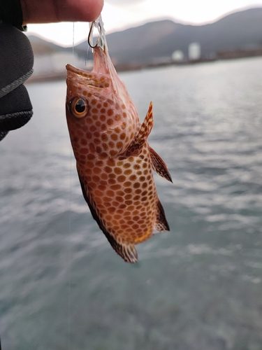 オオモンハタの釣果