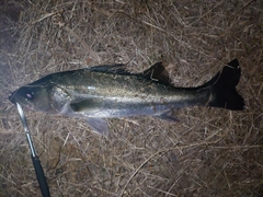 フッコ（マルスズキ）の釣果