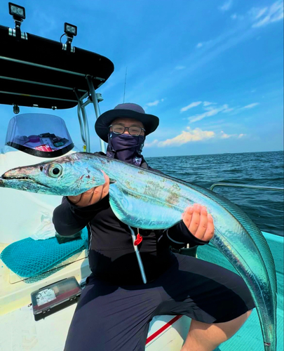 タチウオの釣果