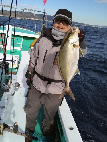 ヒレナガカンパチの釣果