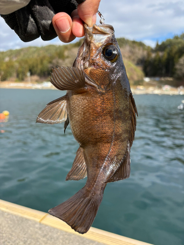 メバルの釣果