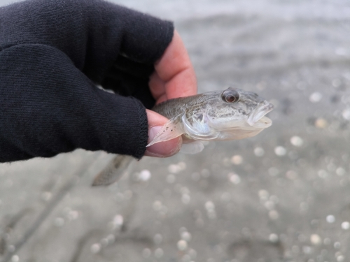 マハゼの釣果