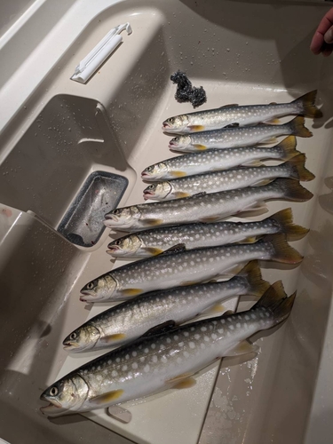 アメマスの釣果