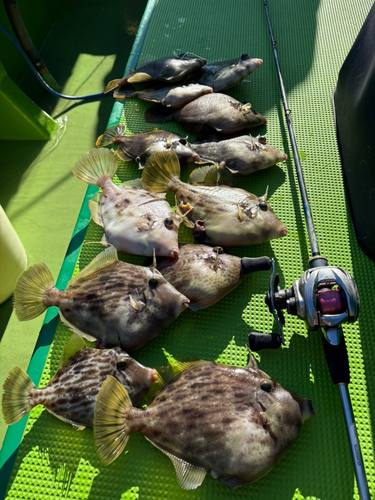 カワハギの釣果