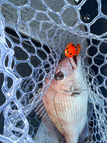 マダイの釣果