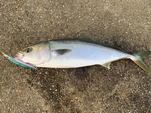 ワラサの釣果