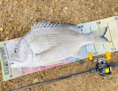 オキナワキチヌの釣果