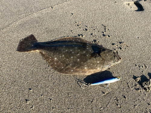 ソゲの釣果