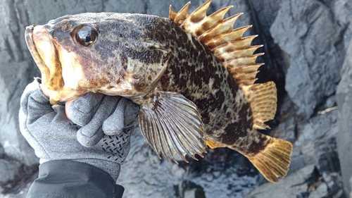 タケノコメバルの釣果