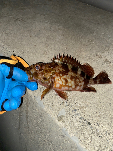 カサゴの釣果