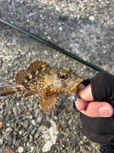 カサゴの釣果