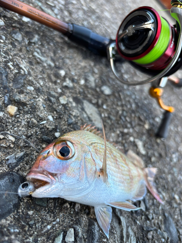 マダイの釣果