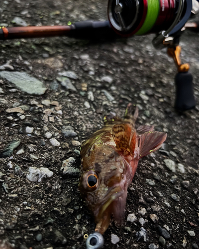 カサゴの釣果