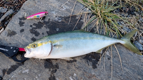 イナダの釣果