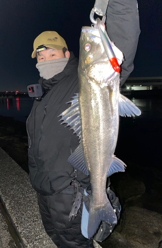 シーバスの釣果