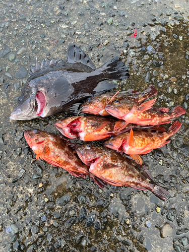 メジナの釣果