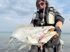 オオニベの釣果