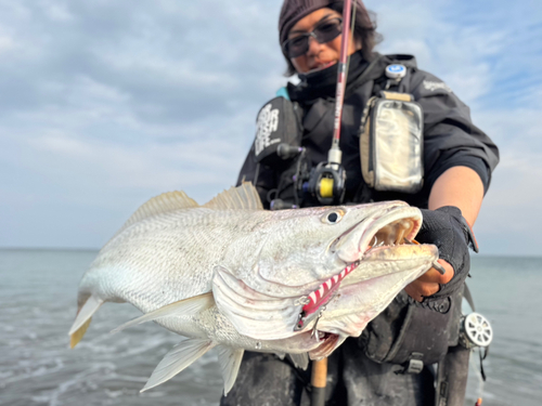 オオニベの釣果