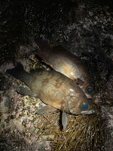 メバルの釣果