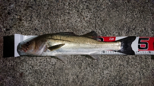 マダカ（タイリクスズキ）の釣果