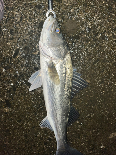 スズキの釣果