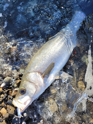 ヒラスズキの釣果