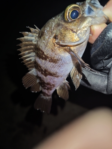 シロメバルの釣果