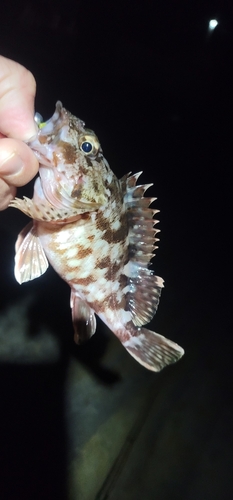 カサゴの釣果