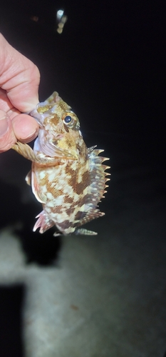 カサゴの釣果