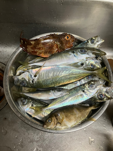 アジの釣果