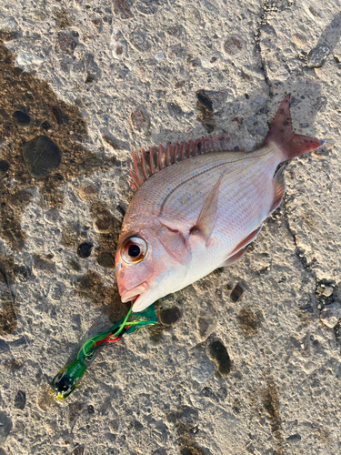 チャリコの釣果