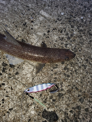 エソの釣果