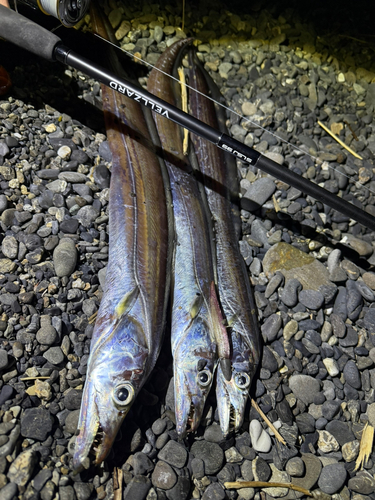 タチウオの釣果