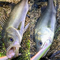 フッコ（マルスズキ）の釣果