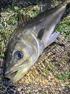 スズキの釣果