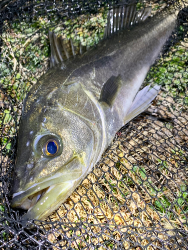 スズキの釣果