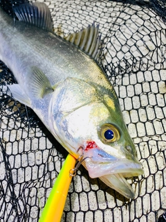 フッコ（マルスズキ）の釣果