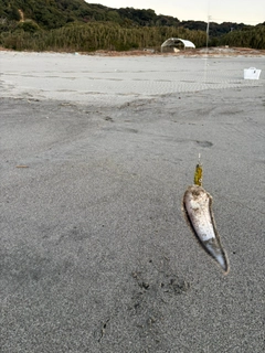 シタビラメの釣果