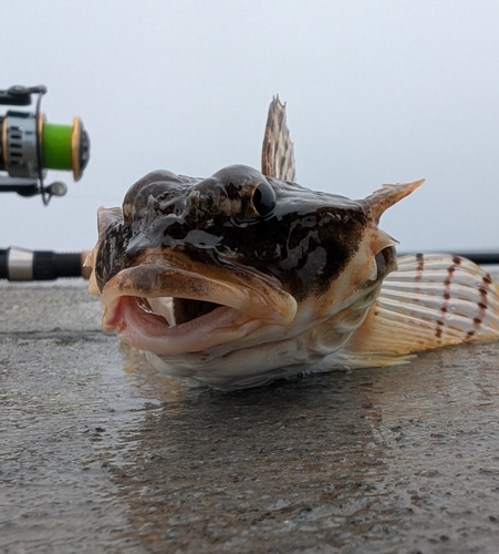 マコガレイの釣果