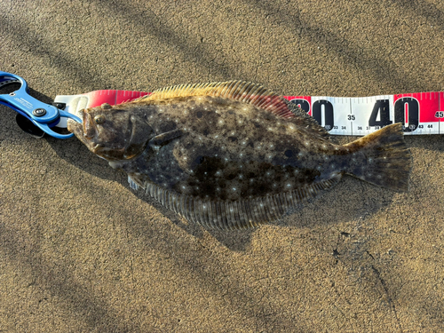 ヒラメの釣果