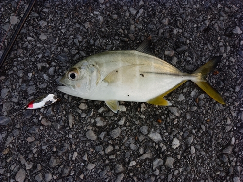 メッキの釣果