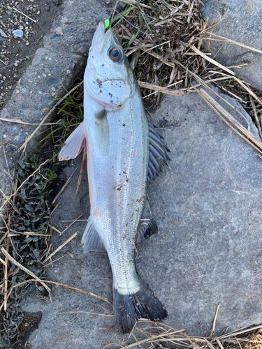 セイゴ（マルスズキ）の釣果