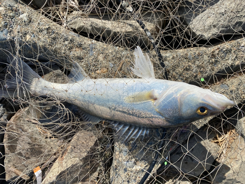 マダカ（マルスズキ）の釣果