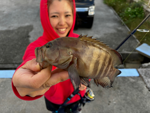 ヤミハタの釣果