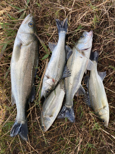 マダカ（マルスズキ）の釣果