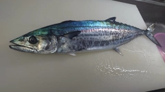 サゴシの釣果