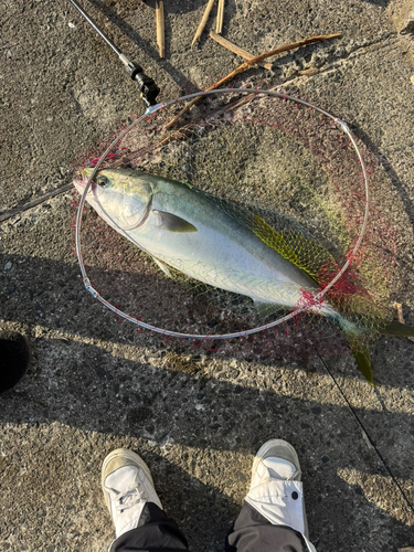 ハマチの釣果