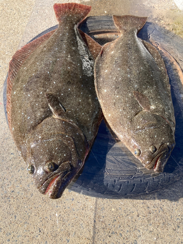 ヒラメの釣果