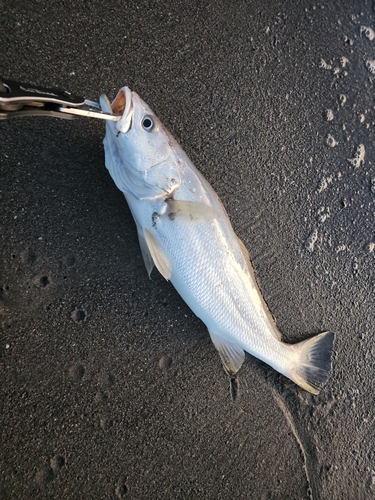 ニベの釣果