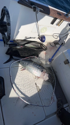 ビンチョウマグロの釣果